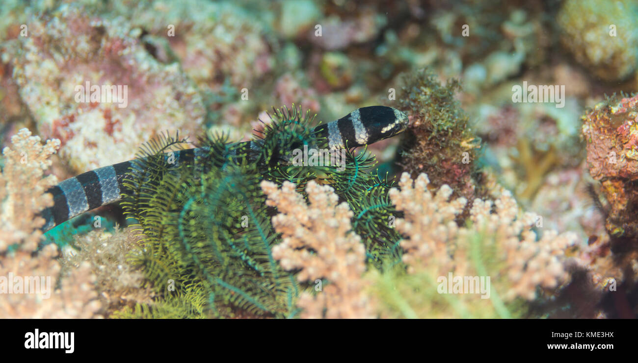 Sea krait (sea cobra) searching for prey under the corals Stock Photo