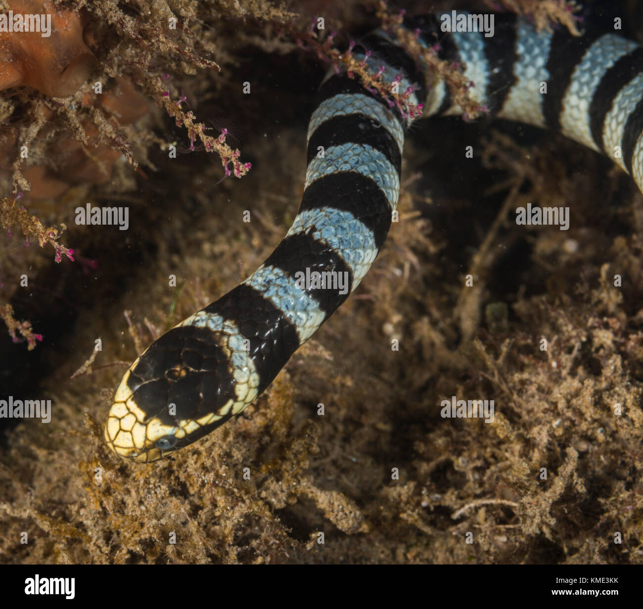 Banded sea krait hunting on the sea floor Stock Photo