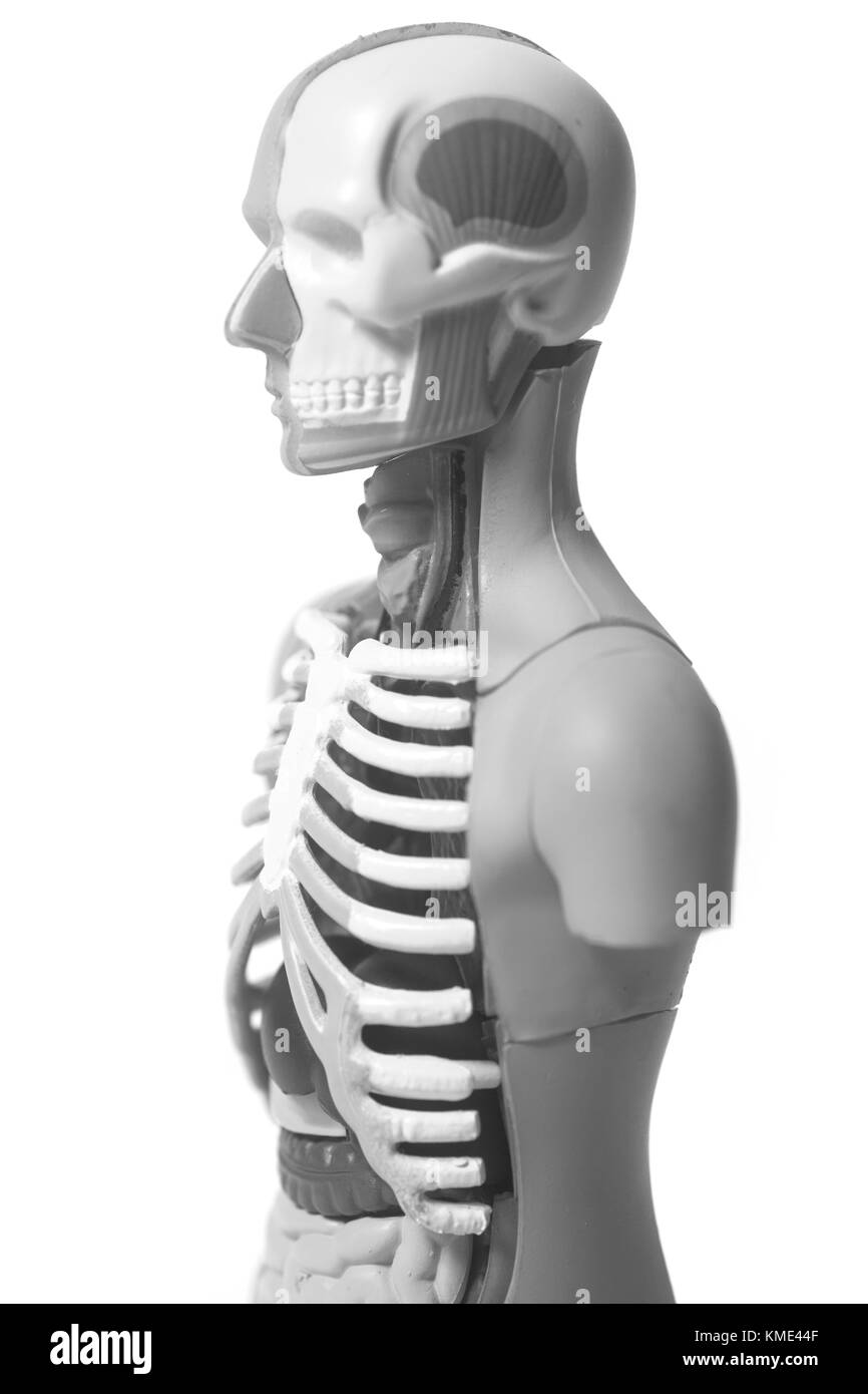 Human Body Anatomy Model isolated on white background Stock Photo - Alamy