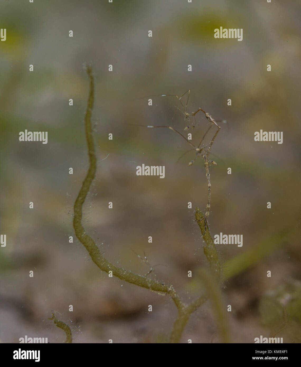 Skeleton shrimp on seagrass Stock Photo