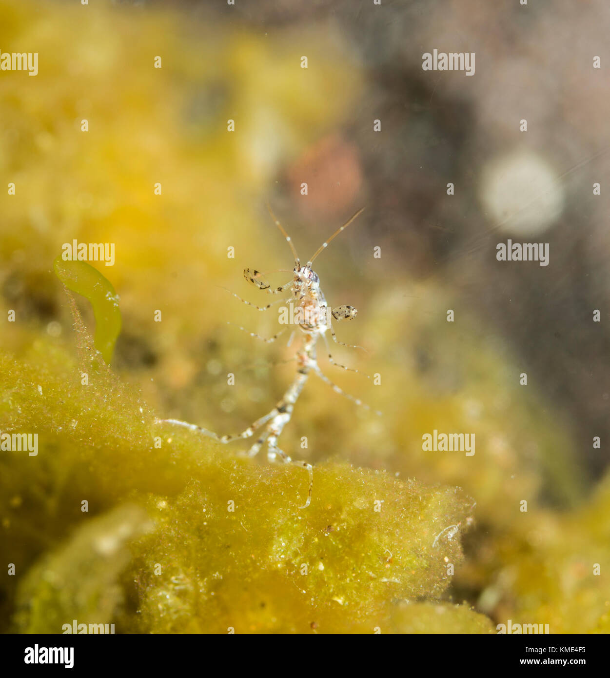 Skeleton shrimp on a coral Stock Photo
