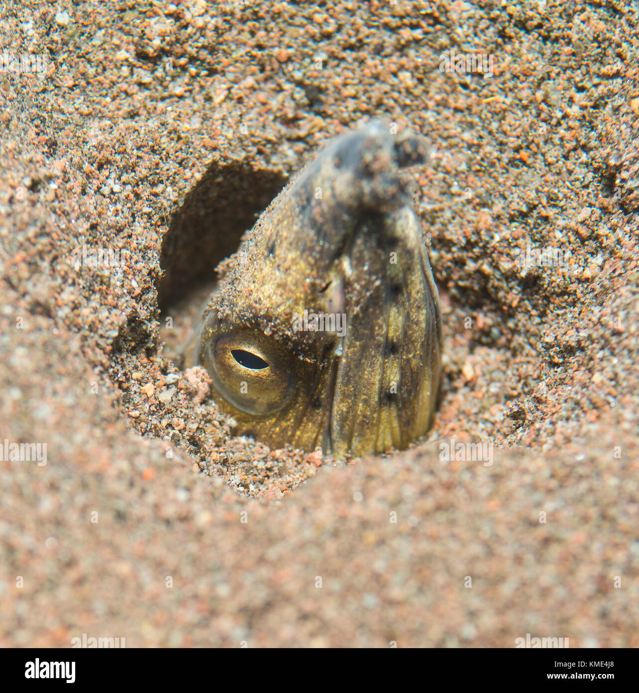 Black finned snake eel hi-res stock photography and images - Alamy
