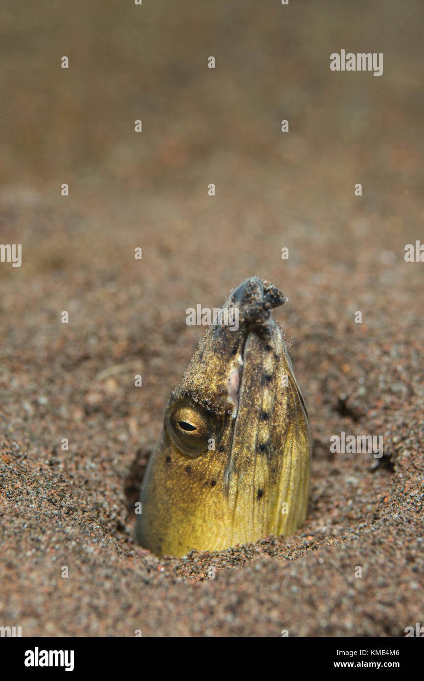 Black finned snake eel hi-res stock photography and images - Alamy