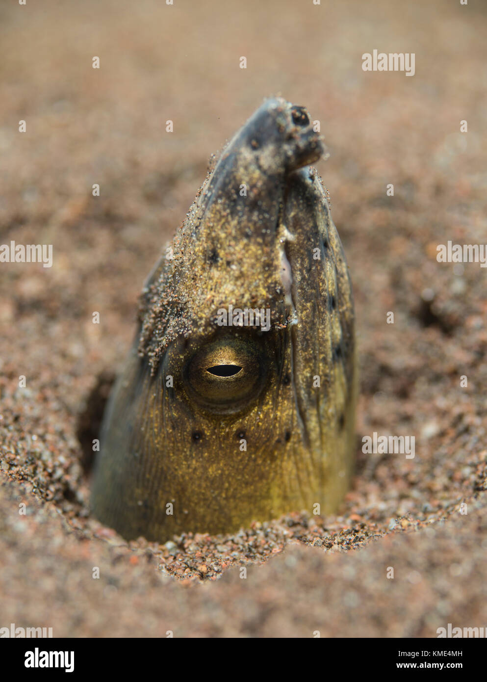 Black-finned snake eel with its head sticking out of the sand Stock ...