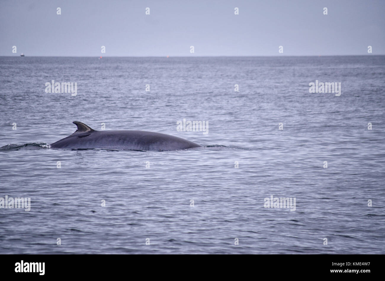 People whale watching australia hi-res stock photography and images - Alamy