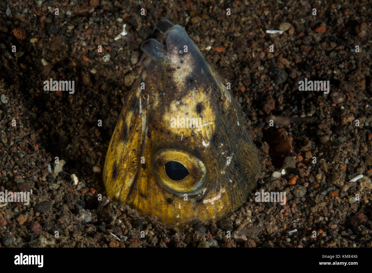 Black-finned snake eel with its head sticking out from the sand Stock ...