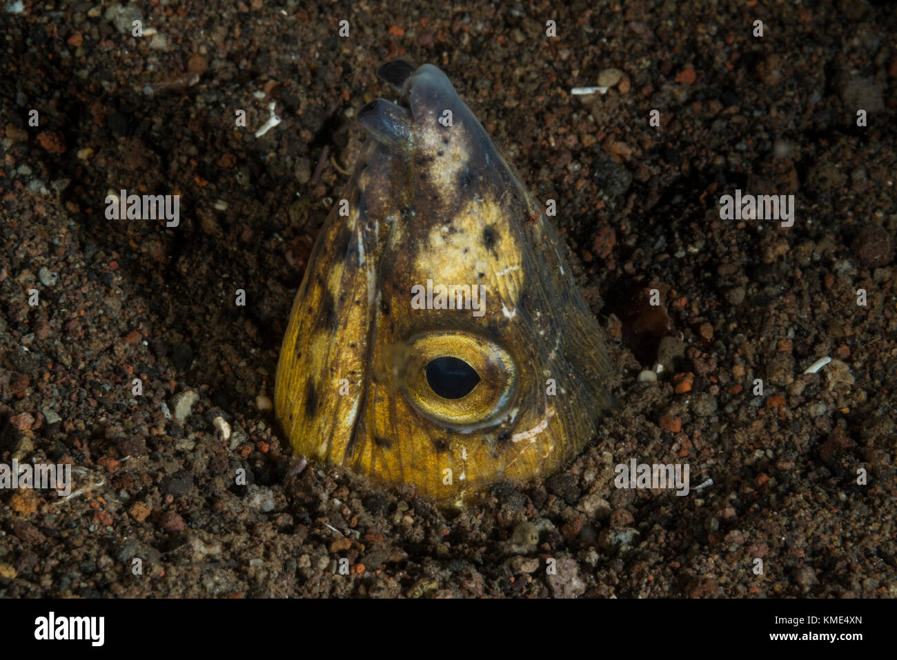 Black-finned snake eel with its head sticking out from the sand Stock ...