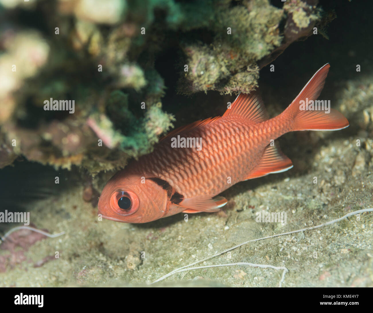 Big-eyed scarlet soldierfish hiding under a coral Stock Photo