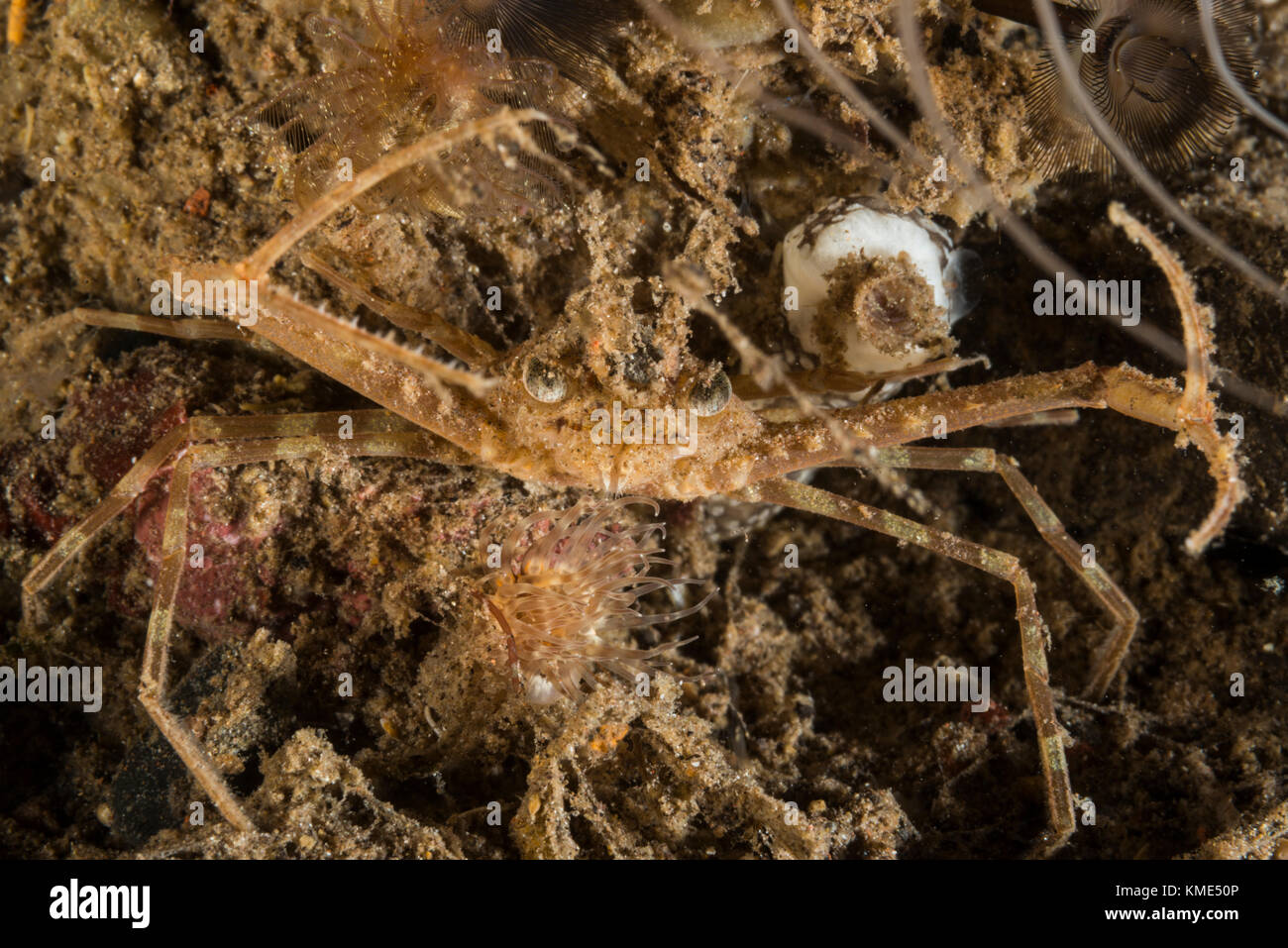 Spider crab hiding in the rubble on the sea floor Stock Photo