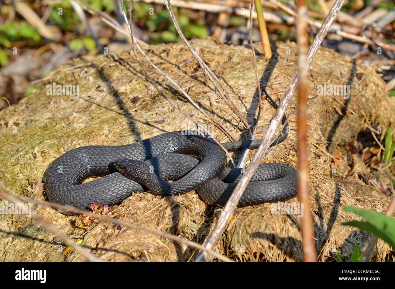Melanistic Eastern Garter Snake in the wild Stock Photo - Alamy