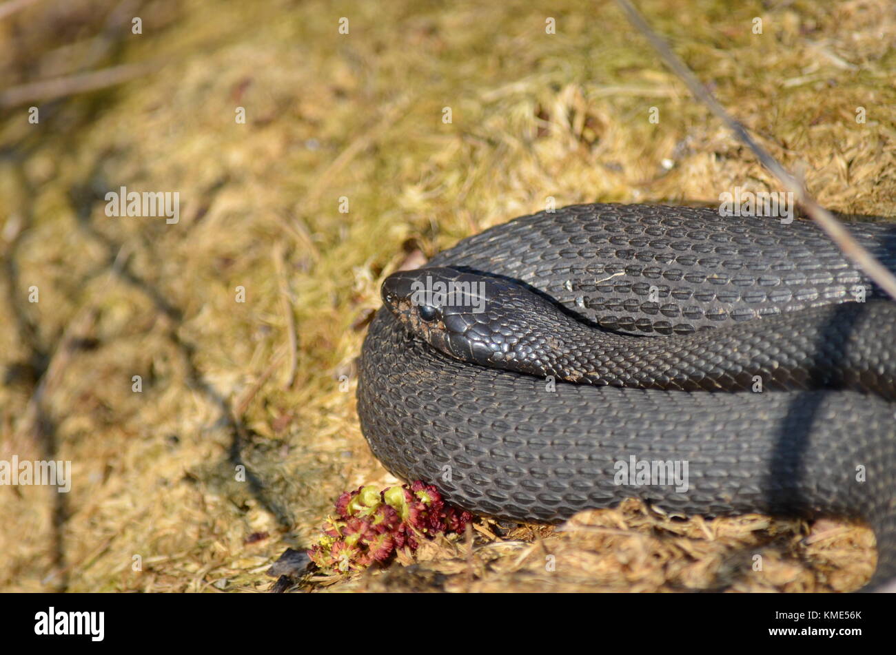 Melanistic Eastern Garter Snake in the wild Stock Photo - Alamy