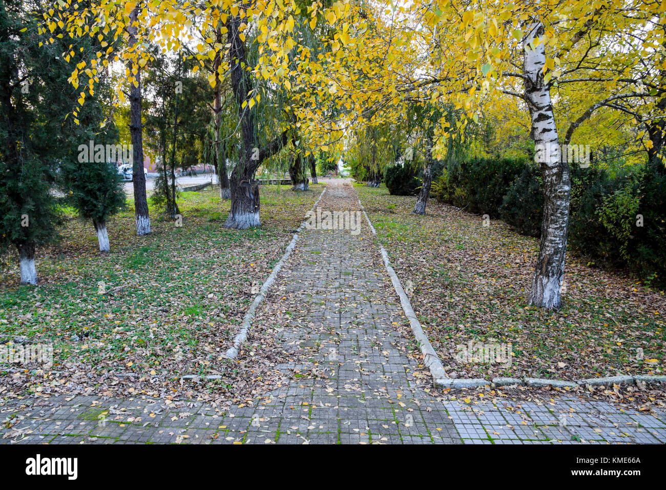 The path strewn with autumn yellow leaves of trees. Autumn alley Stock ...