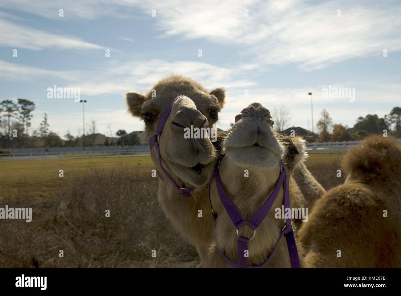 Pair of camels in playful situation.. USA Stock Photo