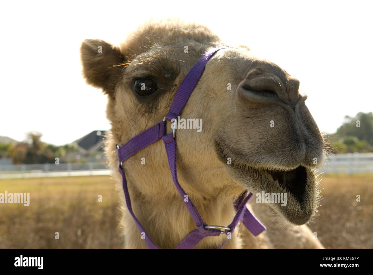Smiling Camel, USA. Stock Photo