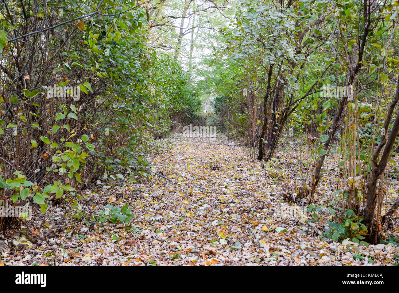 The path strewn with autumn yellow leaves of trees. Autumn alley Stock ...