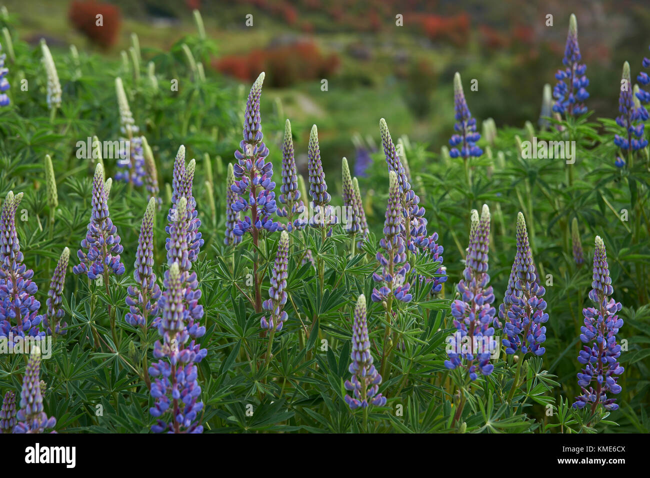 Lupins flowering along the side of the Carretera Austral in the Aysen Region of northern Patagonia, Chile. Stock Photo
