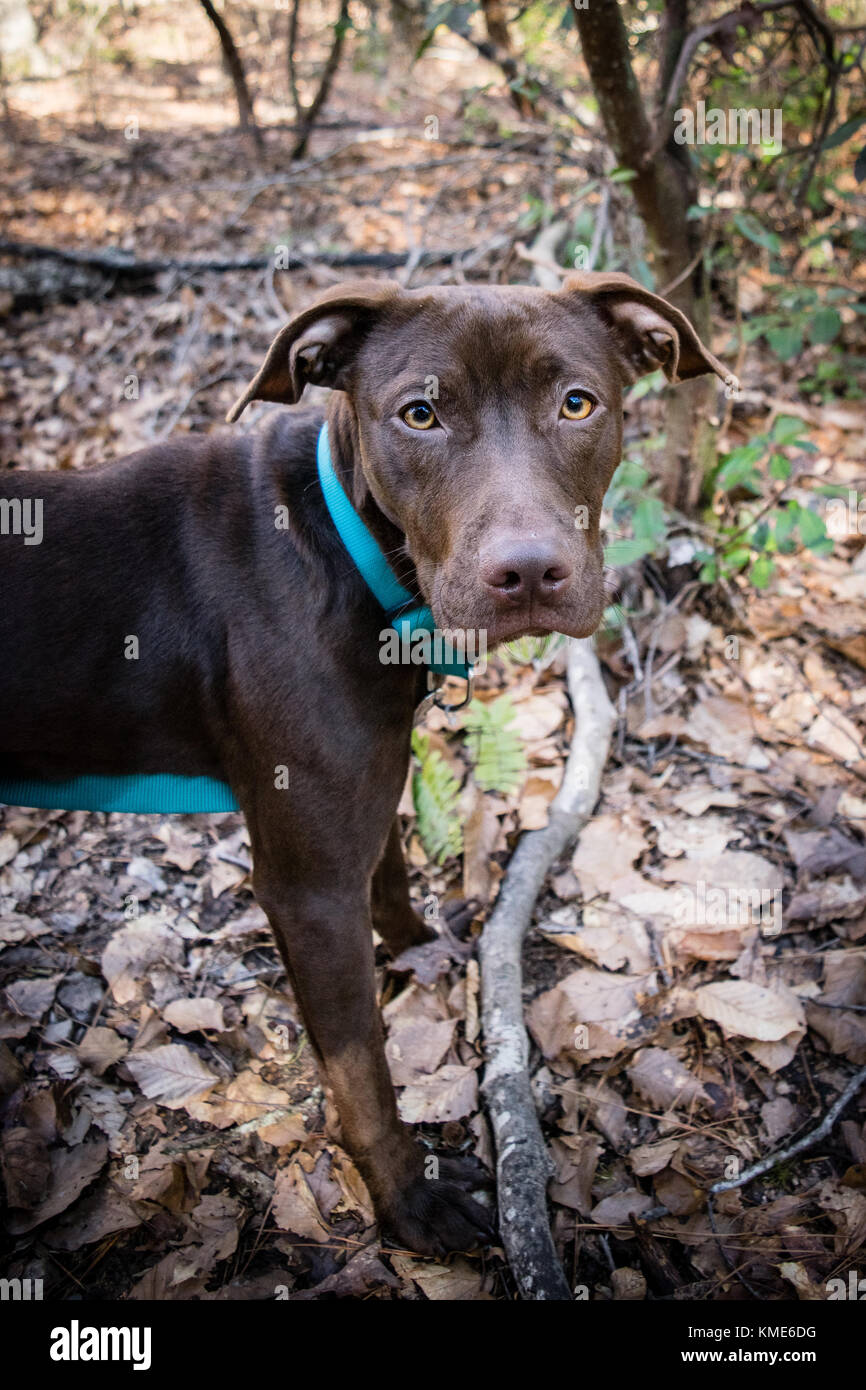 Pitbull Chocolate Lab Mix