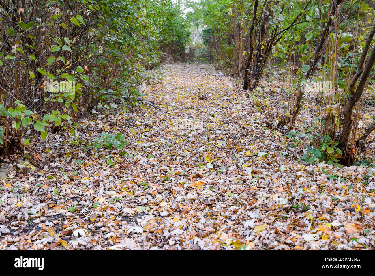 The path strewn with autumn yellow leaves of trees. Autumn alley Stock ...
