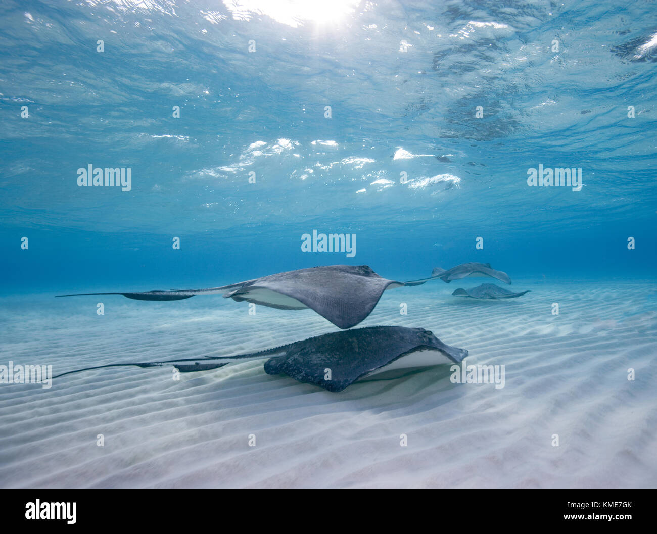 Photographing Southern stingray at dive site known as Sandbar Stock Photo