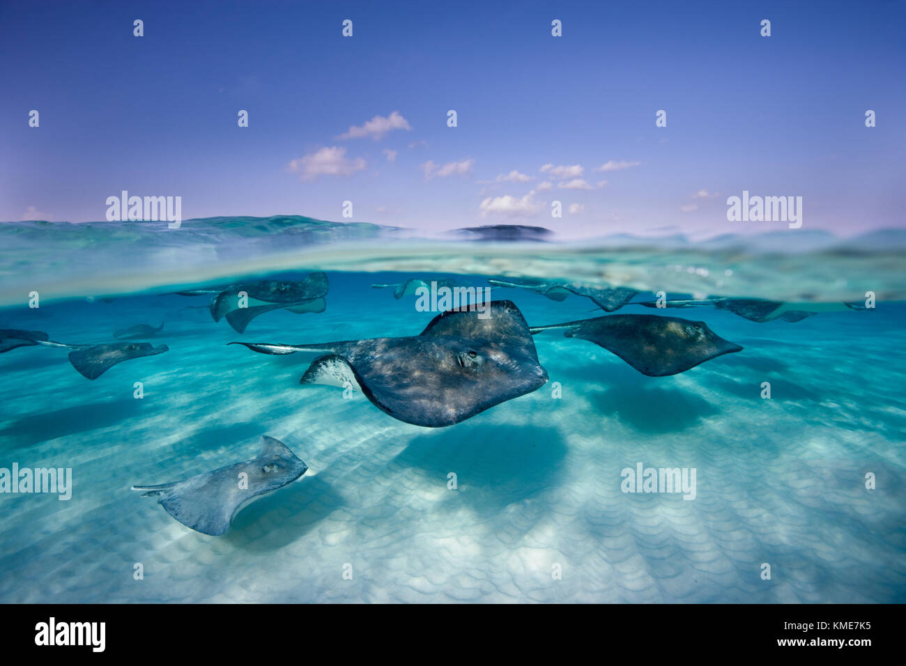 Photographing Southern stingray at dive site known as Sandbar Stock Photo