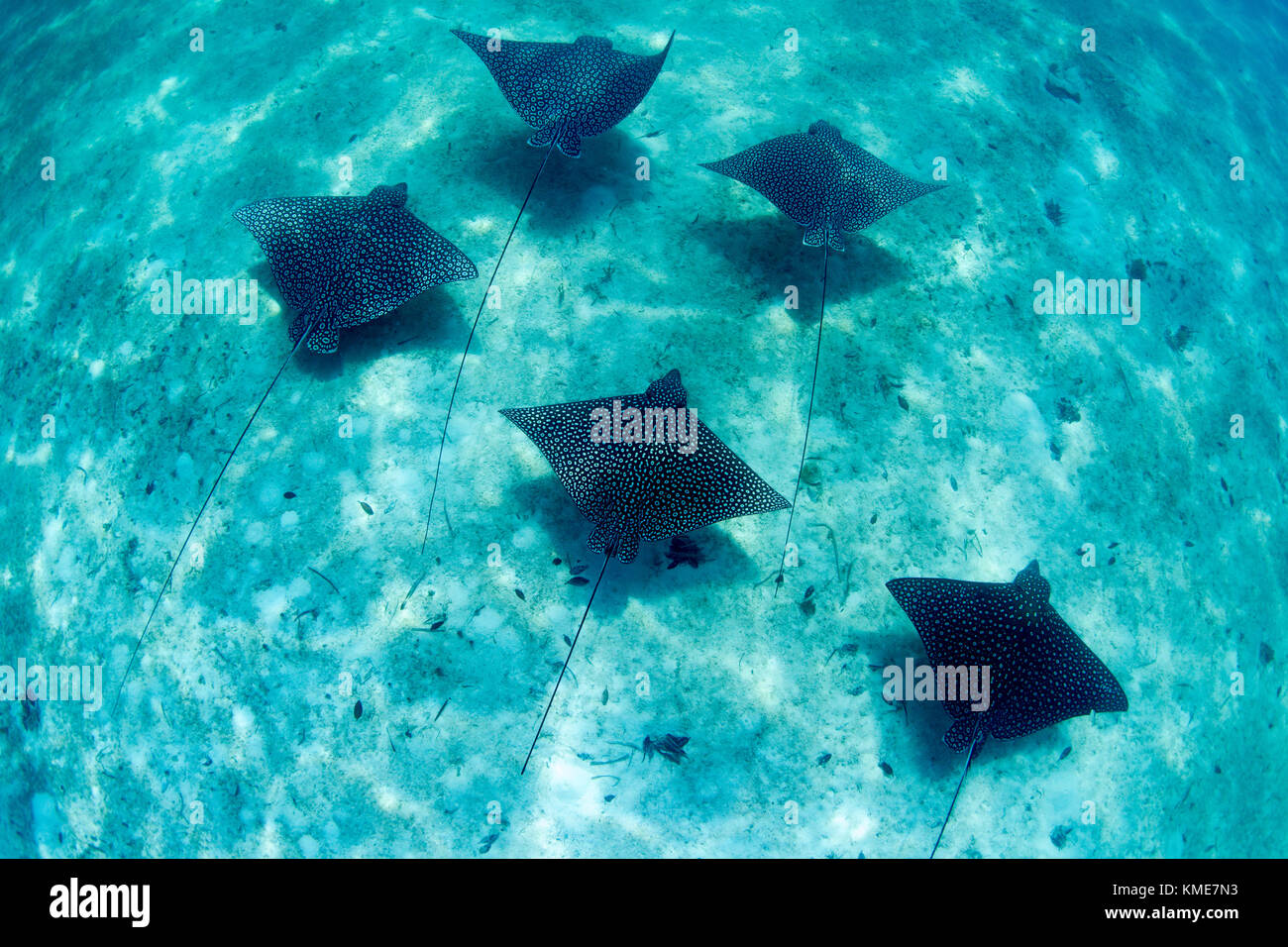 A school of Eagle rays glides across the ocean floor. Stock Photo