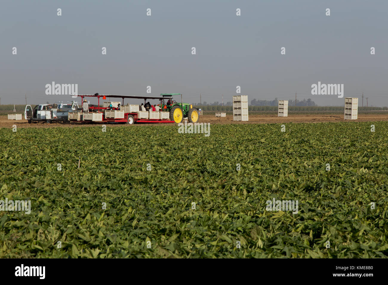 John Deere Tractor maneuvering harvester,  carrying crew lifting 'Kamote' cultivar of Sweet Potatoes 'Ipomoea batatas', field bins. Stock Photo