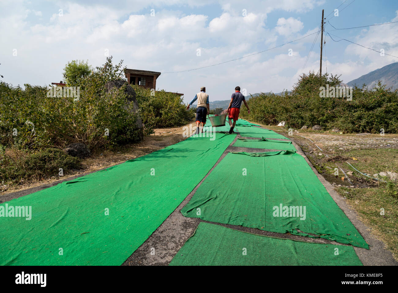 Two men carrying a vessel filled with washed clothes and walking on road covered with green carpet. Stock Photo