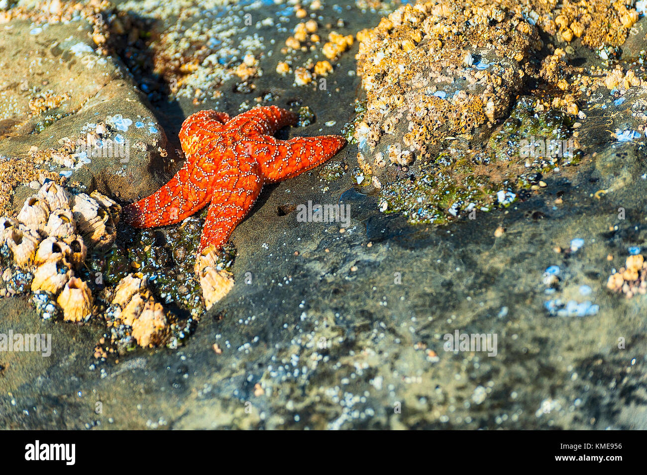 Starfish on edge of tidepool on Oregon Coast Stock Photo
