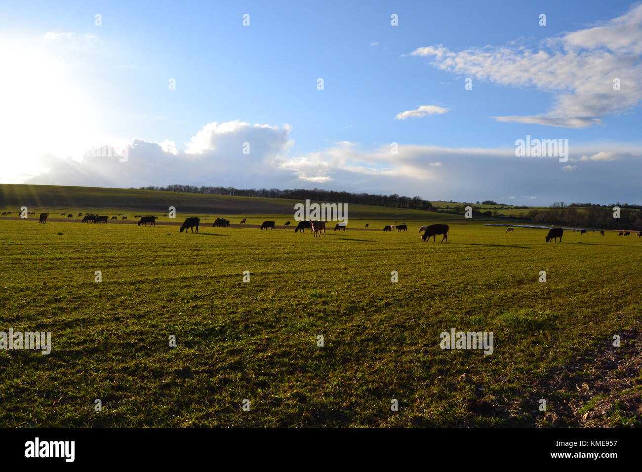 Cows grazing in a summer evening Hampshire,UK Stock Photo