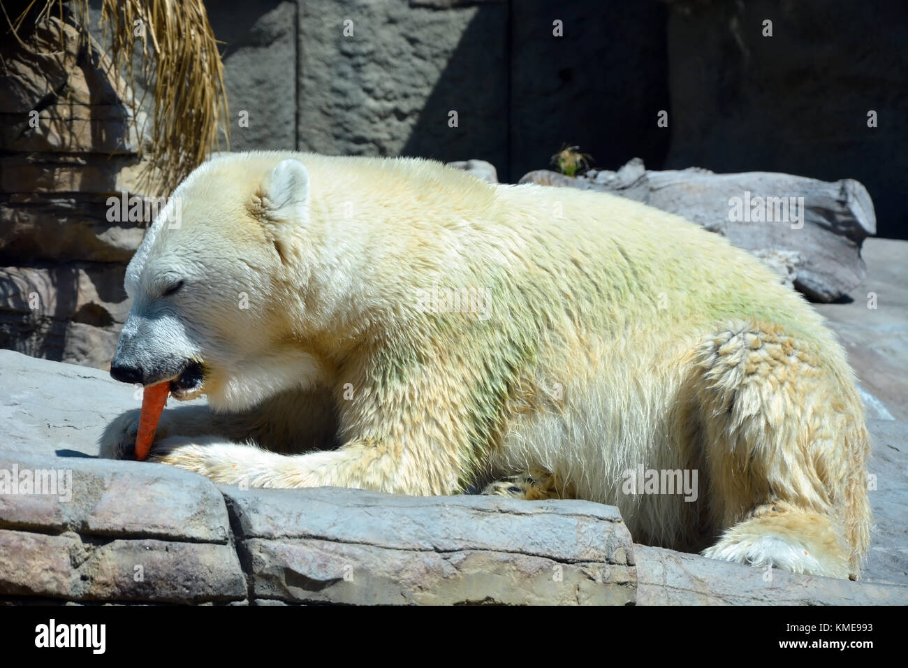 Funny polar bear with a carrot Stock Photo