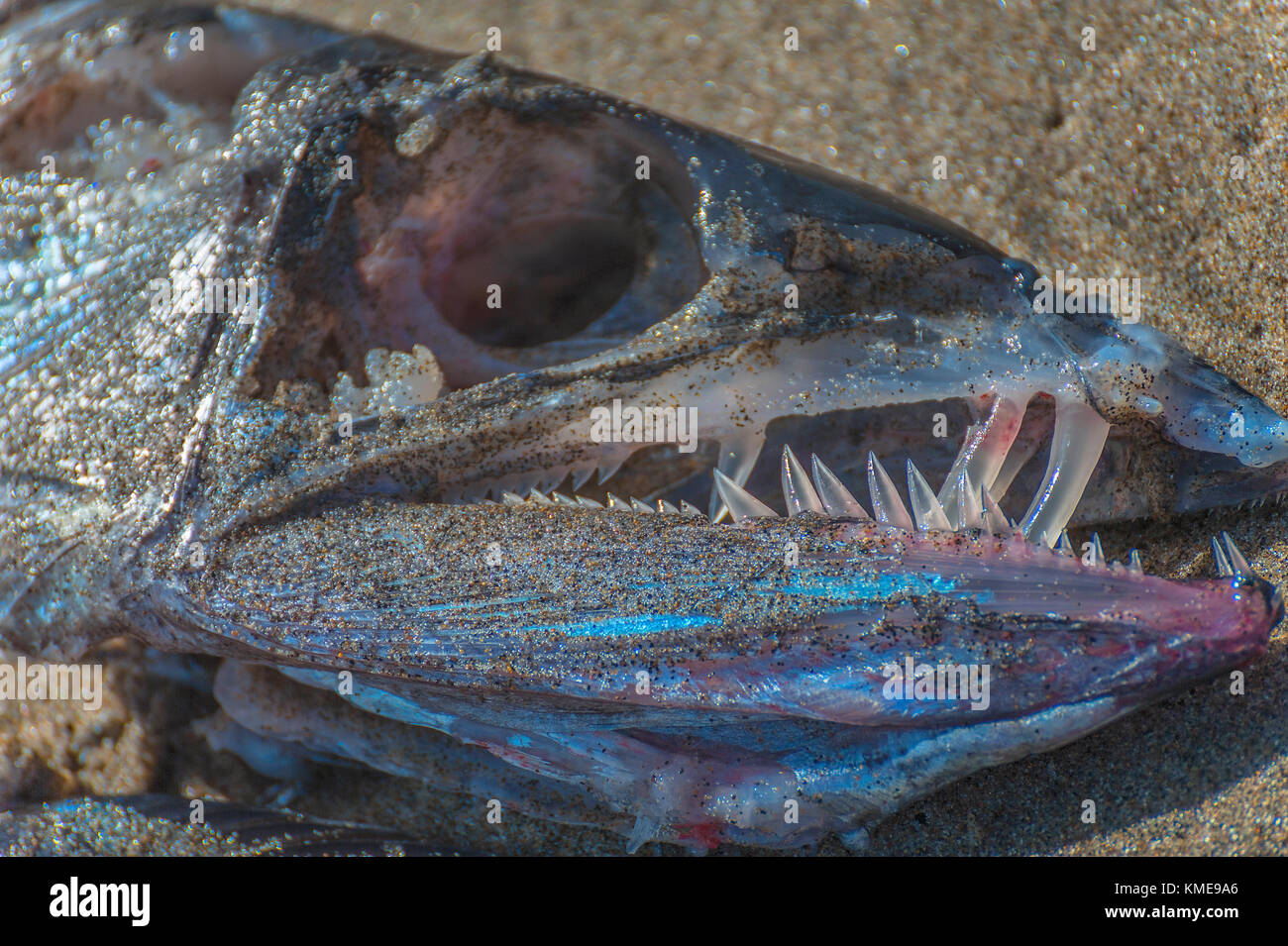 Remains of a Lancet fish that washed ashore at Pacific City on the Oregon Coast.  Close up of it's large empty sockets and jelly looking sharp teeth. Stock Photo