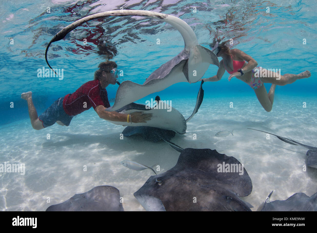 Snorkelers interact with Southern stingrays at the Sandbar, Grand Cayman Stock Photo