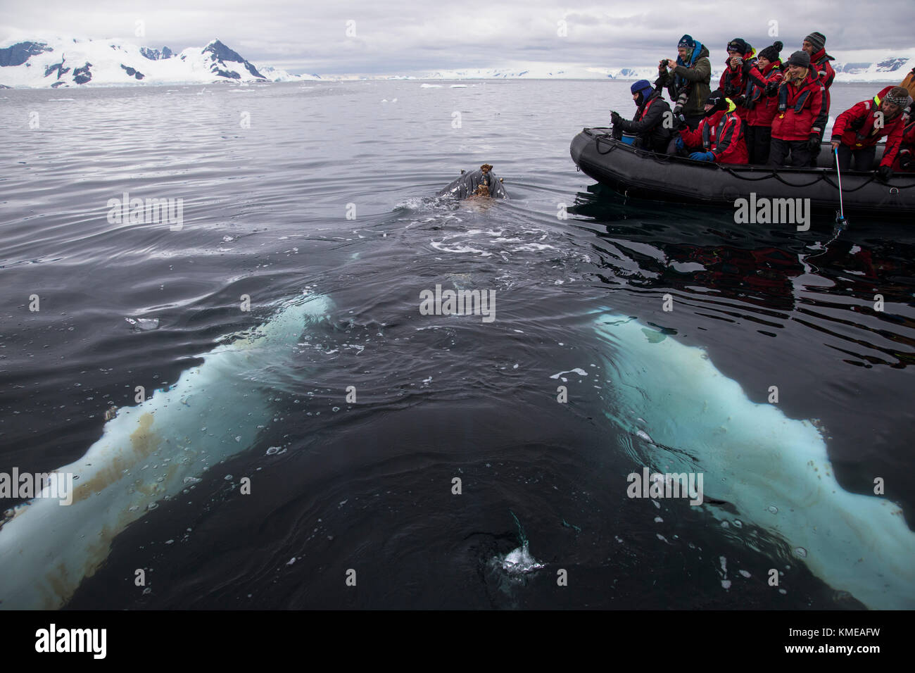 Group of people on inflatable raft watching whales,Antarctica Stock Photo