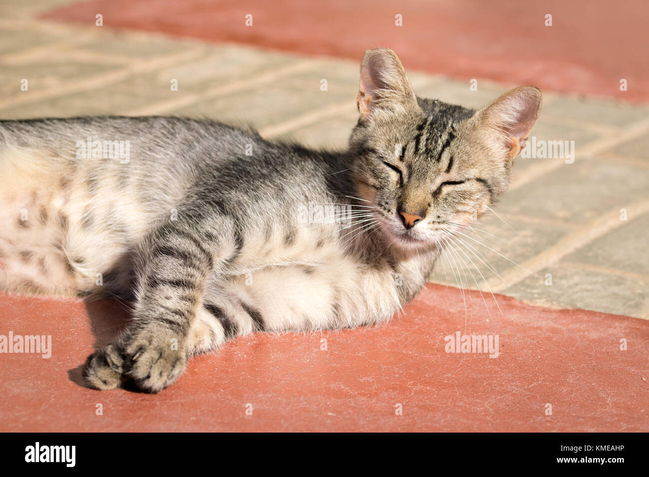 Tabby cat relaxing in the sunlight Stock Photo - Alamy