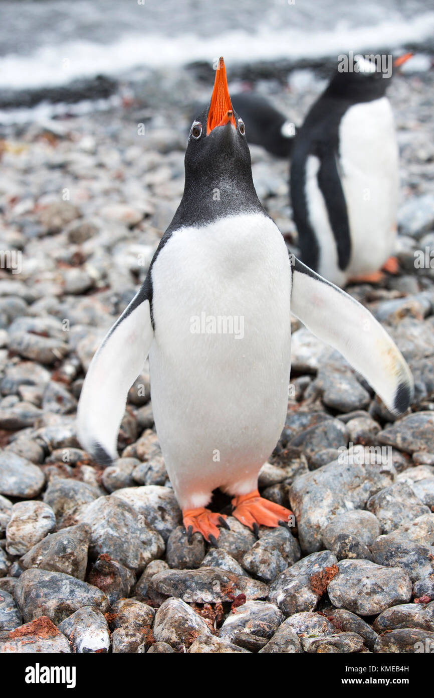 Gentoo Penguin at Hannah Point on Livingston Island in South Shetland Islands,Antarctic Stock Photo