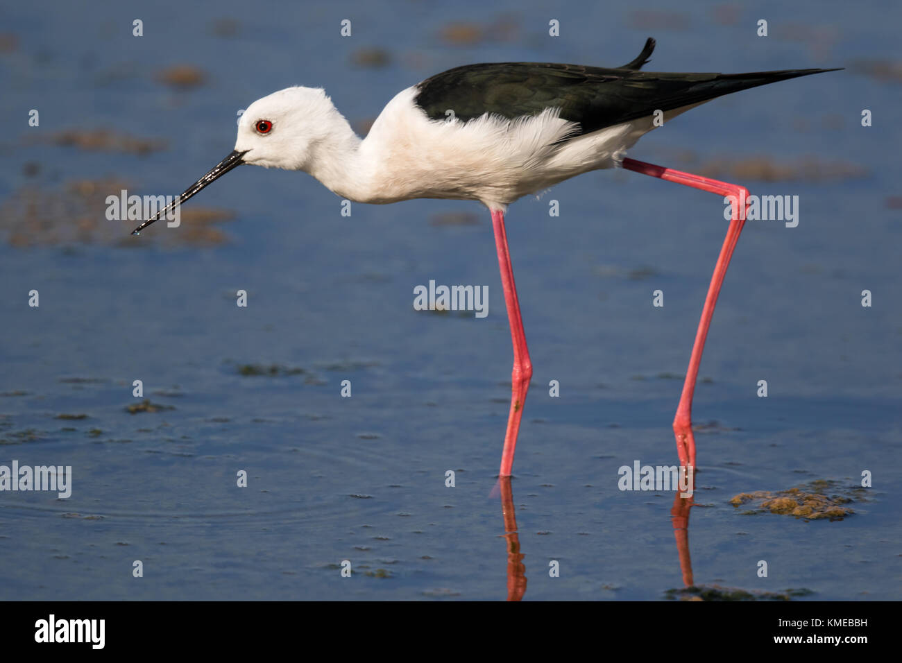 Black Winged Stilt at S'albufera Majorca Stock Photo Alamy