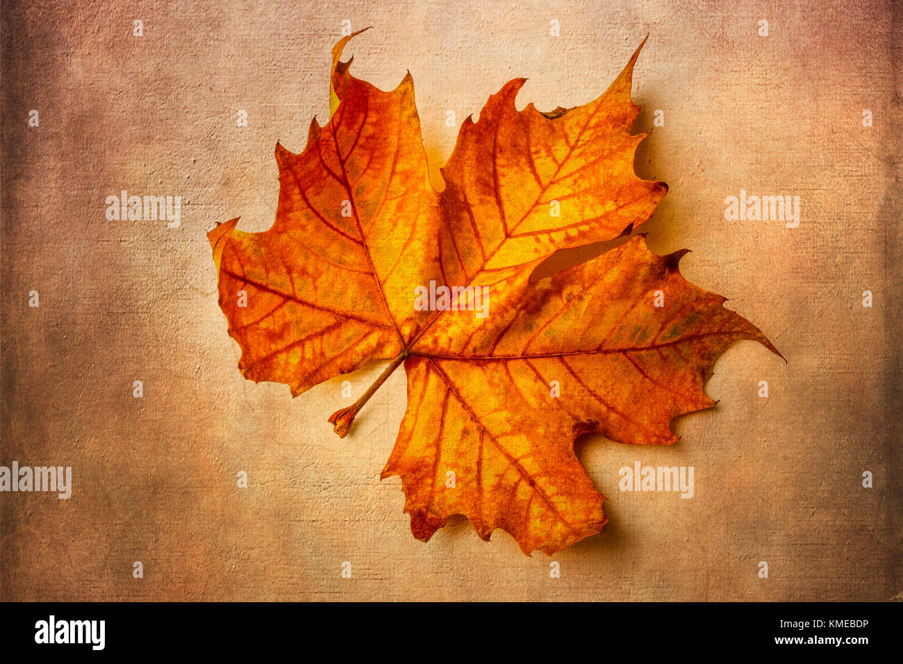 Weathered Leaf Stock Photo