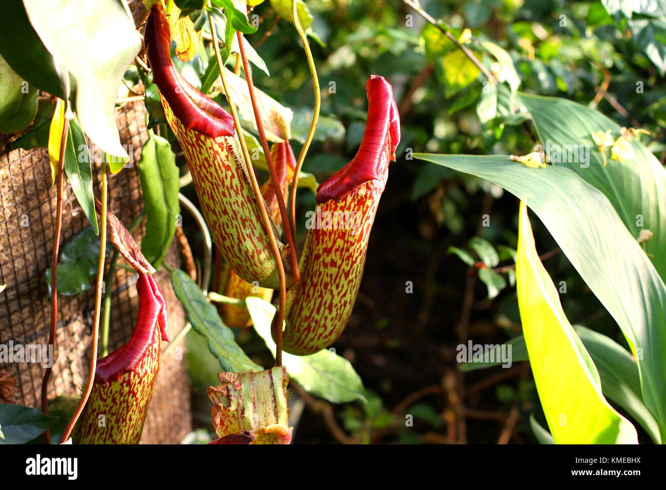 Tropical pitcher plants Stock Photo Alamy