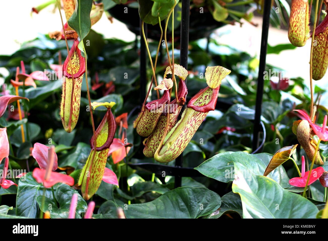 Tropical pitcher plants Stock Photo Alamy