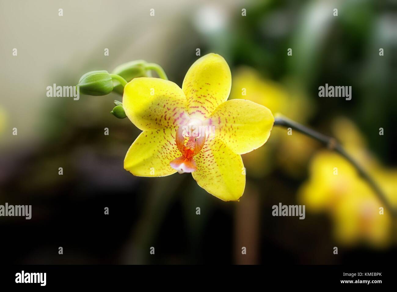 Yellow tropical flower Stock Photo - Alamy