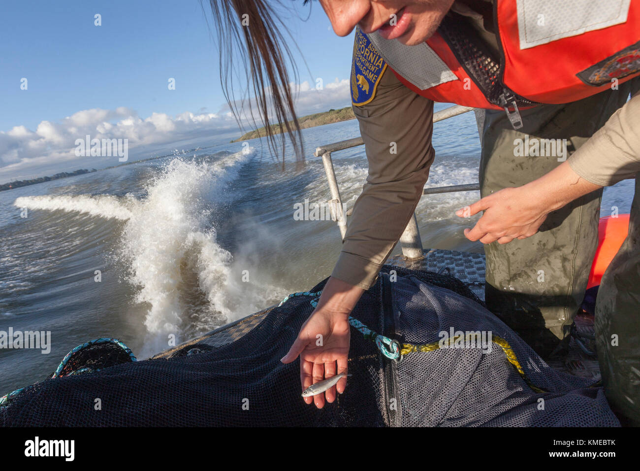 Environmental Scientist Lauren Damon of California Department of Fish And Wildlife conducting a Spring Kodiak Trawl for Delta Smelt in the California Delta near Antioch, CA. They found just one adult. Assistant is Chelsea Lewis. Here they caught a small salmon heading down to the ocean. Stock Photo