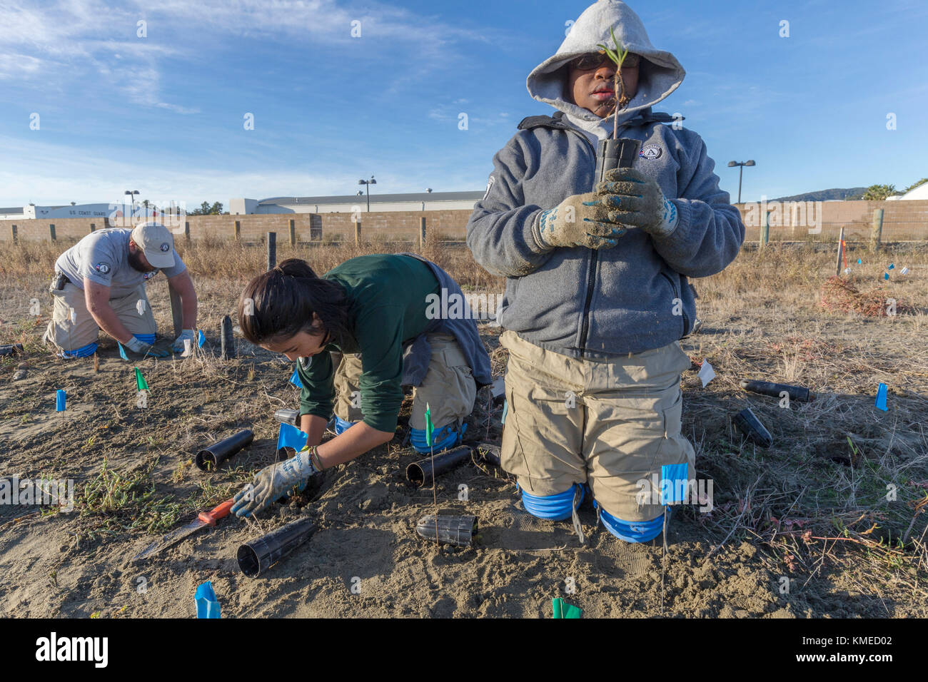 three AmeriCorps volunteers planting native wetlands species in the restored Hamilton Field Tidal Marsh,Novato,California,USA Stock Photo