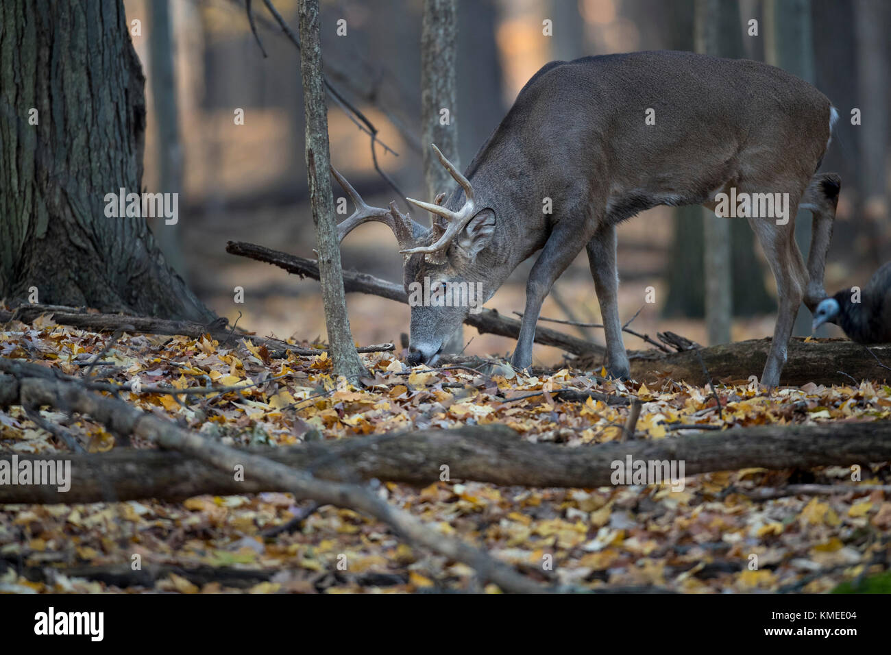 A mature buck whitetail deer feeding in the forest. Stock Photo