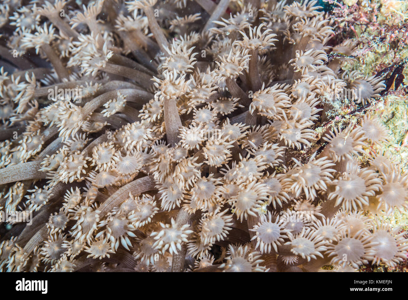 kind a stone coral (Goniopora lobata Milne Edwards, 1860) extending polyps. Owase, Mie, Japan Stock Photo