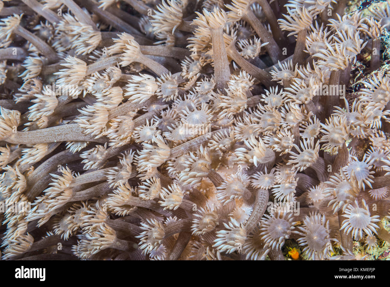 kind a stone coral (Goniopora lobata Milne Edwards, 1860) extending polyps. Owase, Mie, Japan Stock Photo