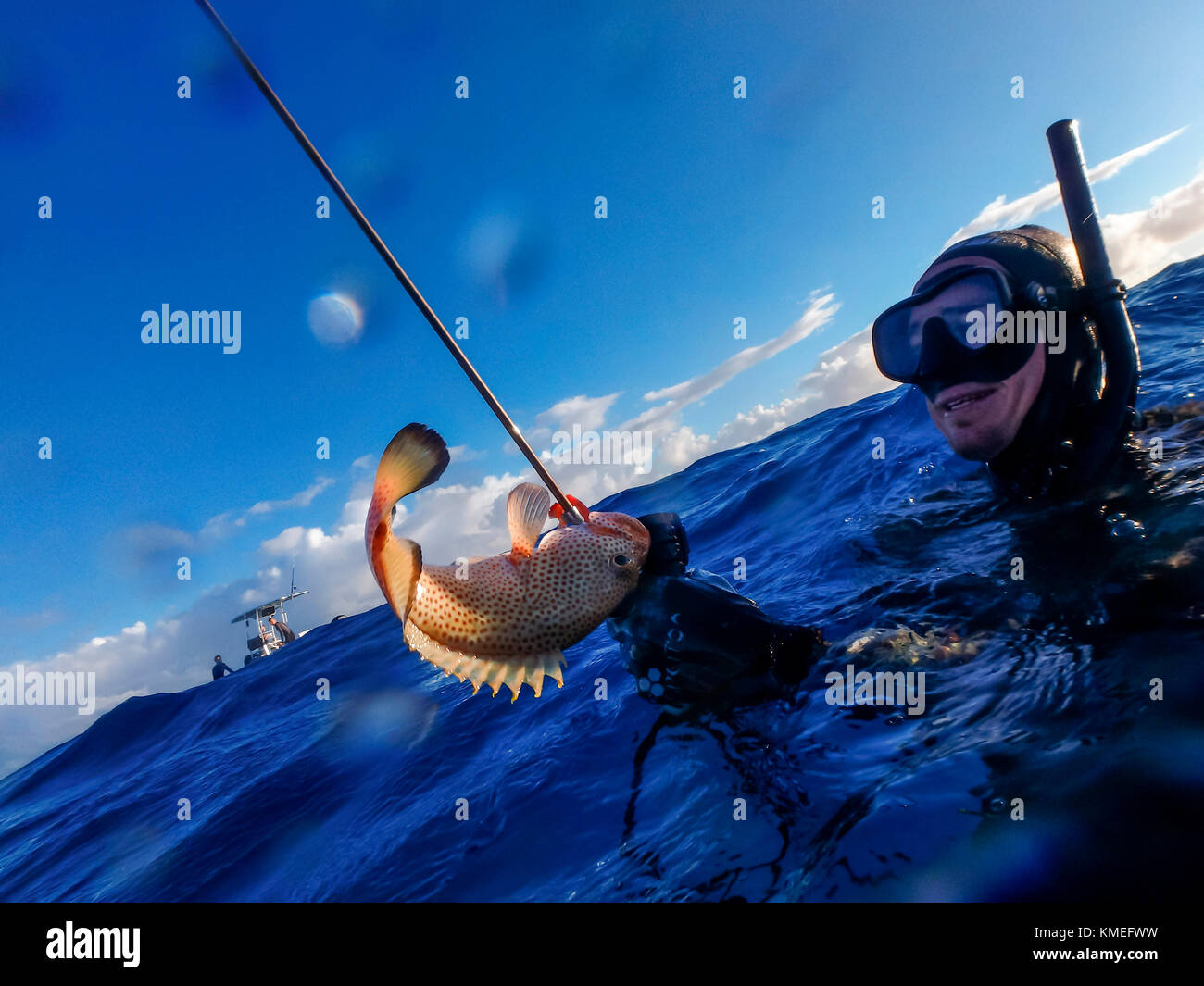 Diver smiling and holding caught hogfish in ocean while spearfishing, Clarence Town, Long Island, Bahamas Stock Photo