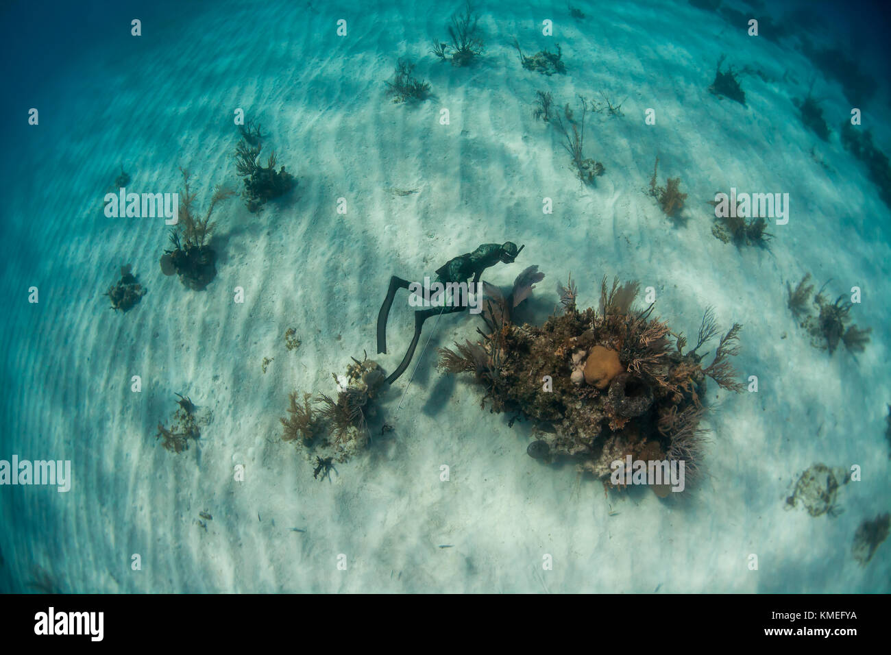 View from above of diver searching coral head for fish while freediving and spearfishing in ocean, Clarence Town, Long Island, Bahamas Stock Photo
