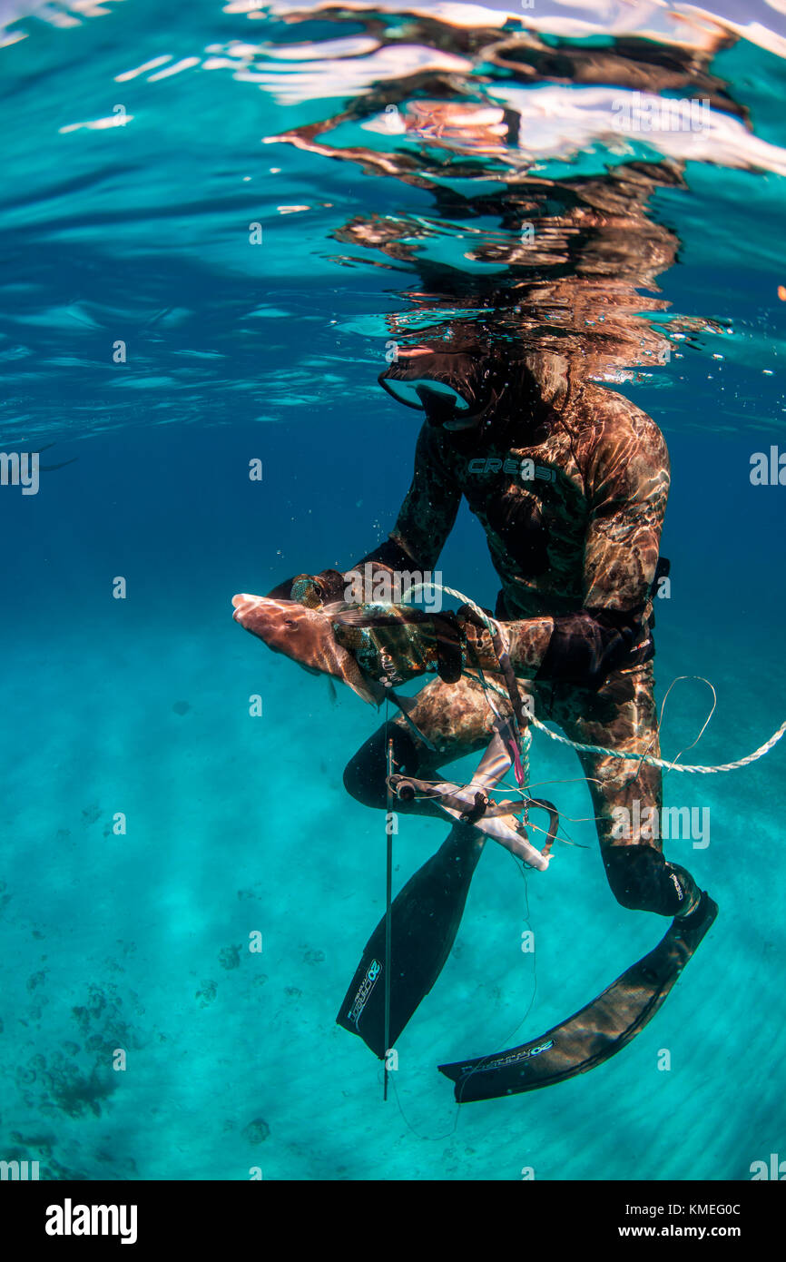 Diver catching margate fish (of grunt family) while spearfishing in ocean, Clarence Town, Long Island, Bahamas Stock Photo
