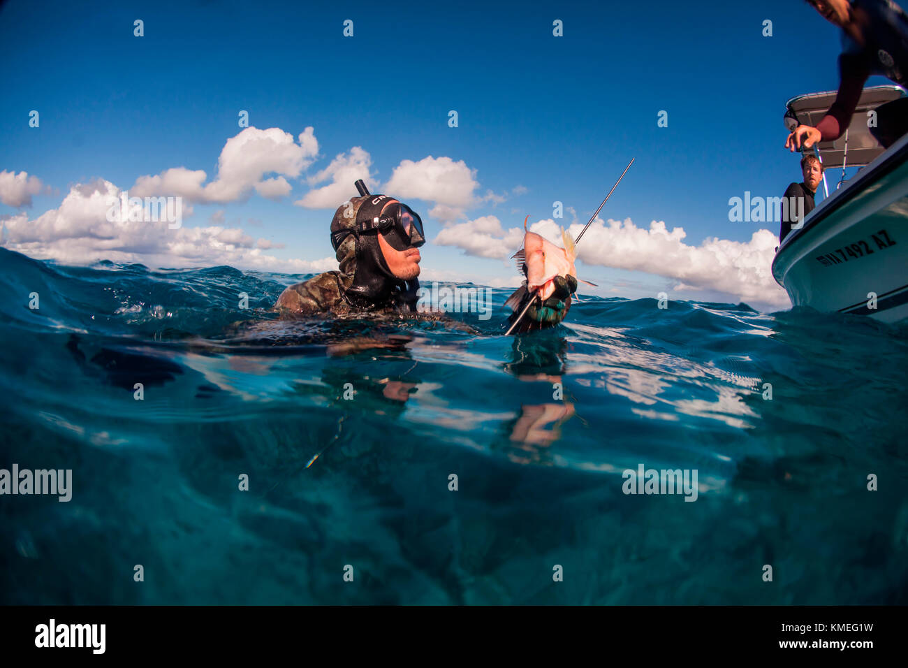 Diver holding caught hogfish after freediving and spearfishing in ocean, Clarence Town, Long
