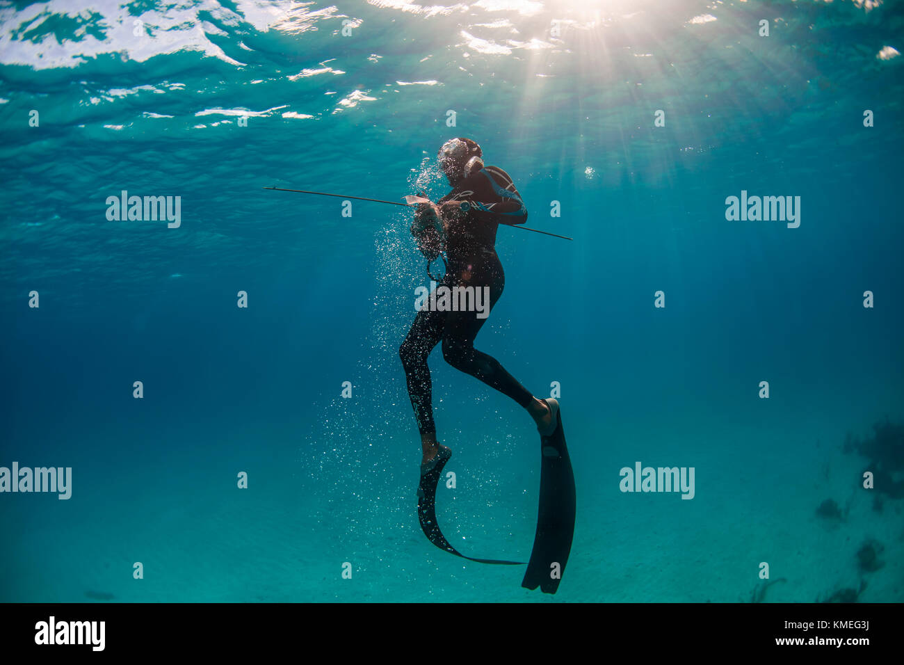 Diver surfacing after spearing hogfish while spearfishing in ocean, Clarence Town, Long Island, Bahamas Stock Photo